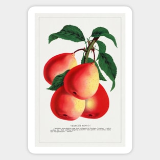 Vermont Beauty Pear Lithograph (1900) Sticker